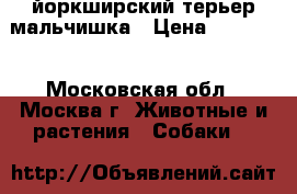 йоркширский терьер мальчишка › Цена ­ 13 000 - Московская обл., Москва г. Животные и растения » Собаки   